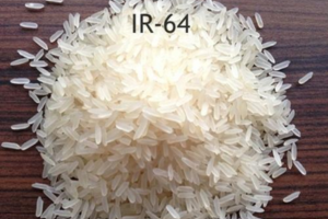 IR 64 rice